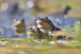 <p>SKOKAN HNĚDÝ ( (Rana temporaria) ---- /Common frofg - Grasfrosch/</p>